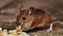 24 Hour & Emergency Exterminators in Sweet Home, AR